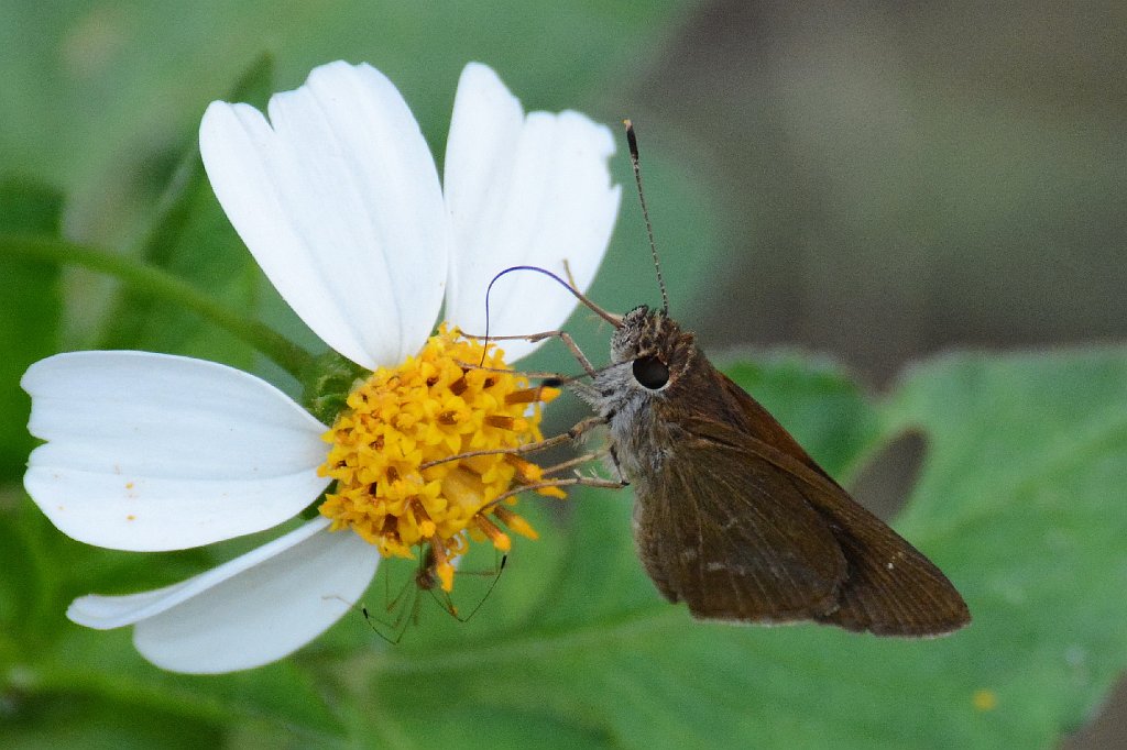 178 2015-01119853 Southern Glades, FL.JPG - Three-spotted Skipper (Cymaennes tripunctus). Butterfly. Southern Glades, FL, 1-11-2015